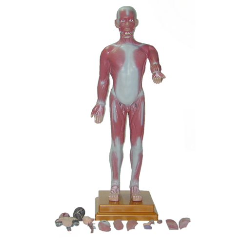 全身肌肉模型