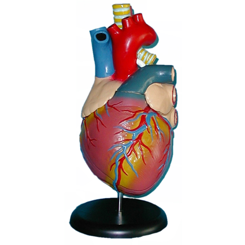 大心臟解剖模型