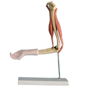 肘關節與肌肉功能模型