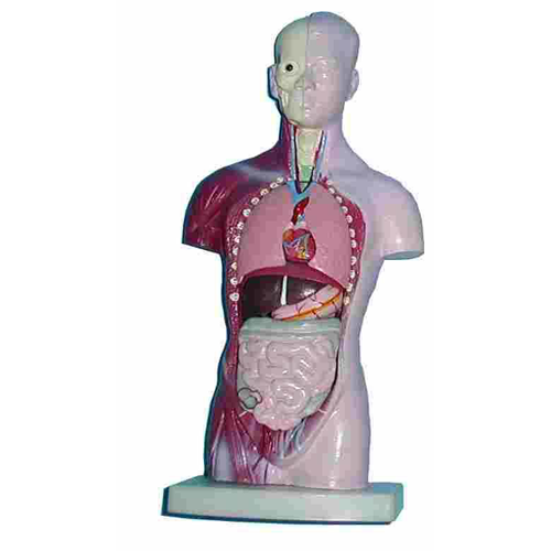 小型人體解剖模型(男)