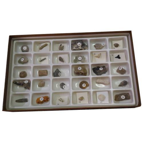 進階化石觀察組(30種)